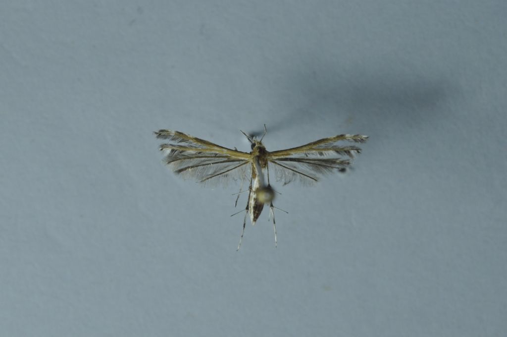 Pterophiridae da indentificare (da Malta):  cfr. Stangeia siceliota